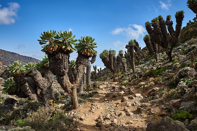 Kilimanjaro climb by Lemosho Route (7-day) - Day 7: Uhuru Peak at 5,895 meters