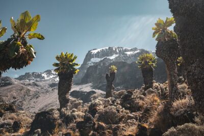 Kilimanjaro climb, Machame Route (7-day)