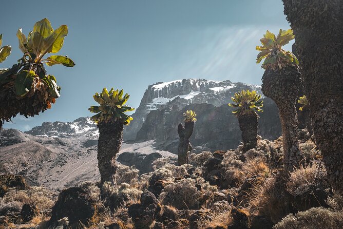 Kilimanjaro climb, Machame Route (7-day) - Day 1 on the mountain: Machame Gate to Machame Camp