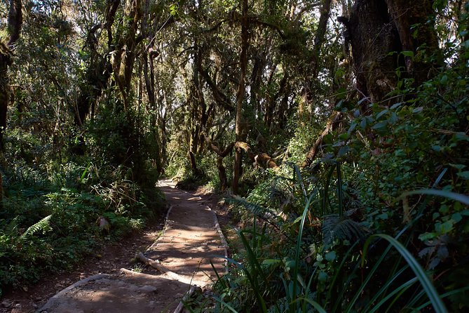 Kilimanjaro climb, Marangu route (6-day) - Day 7: Horombo Hut to Marangu Gate