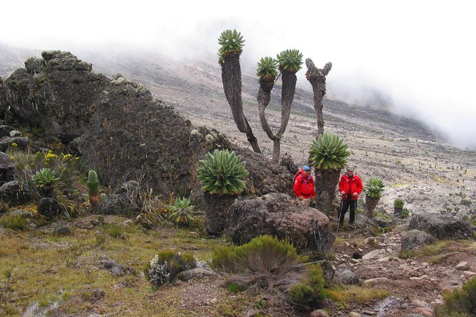 Kilimanjaro Climb & Safari - Lemosho Route - 13 Day - Days 12 and 13: Lake Manyara and the optional safari extension