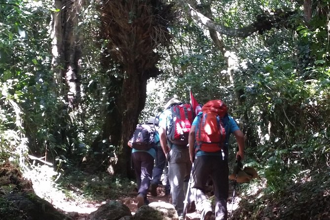 Kilimanjaro Marangu Route Day Tour - The 3 to 4 hour climb through montane forest