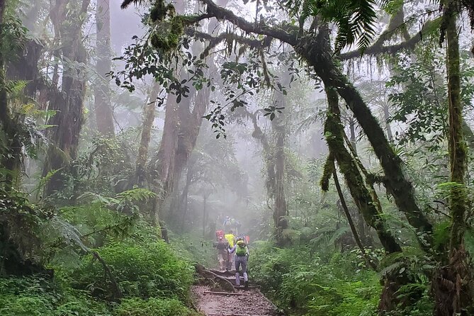 Kilimanjaro Northern Circuit Route 8 Days - Day 5: Completing the Northern Circuit
