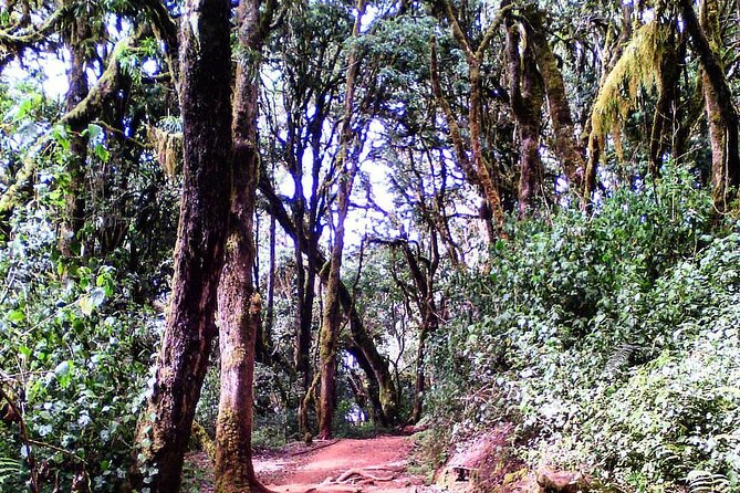 Kilimanjaro Private 2 Days Hiking Tour - Mandara Hut gives you a true mountain night
