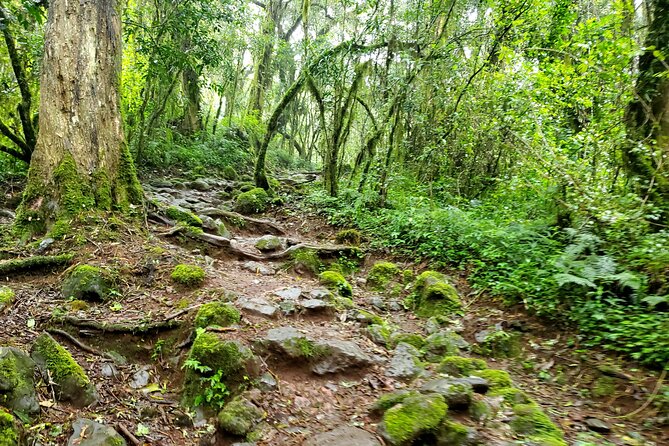 Kilimanjaro Private 2 Days Hiking Tour - What the praise tells you about the experience