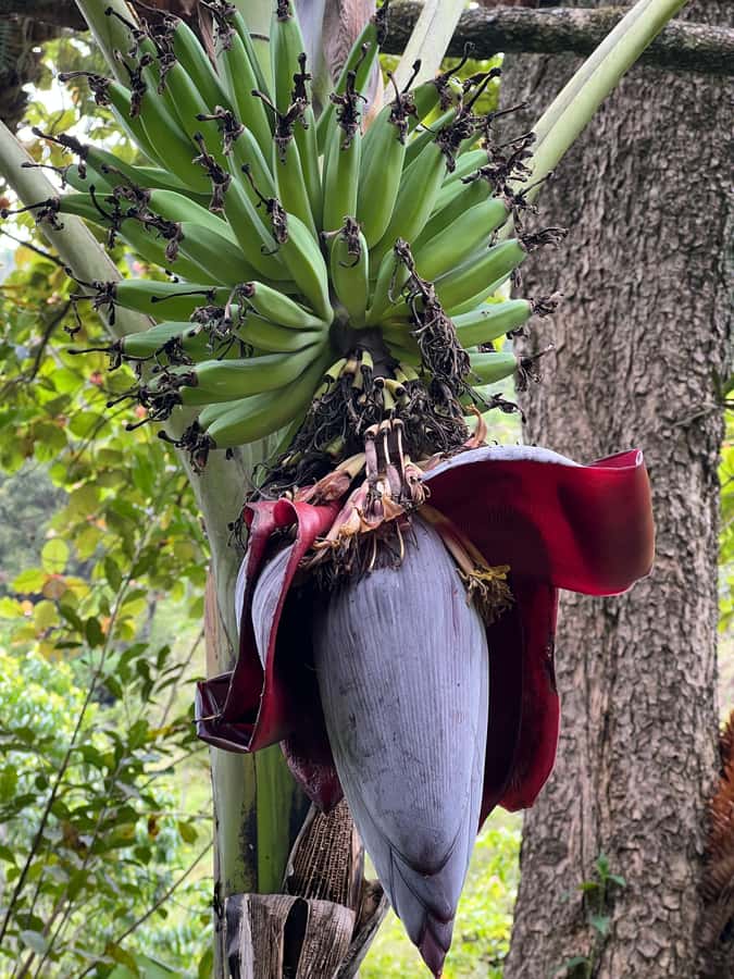 Kilimanjaro: Village Walk, Coffee Tour, Waterfall, and Lunch - The 45-minute trail to Materuni Waterfall