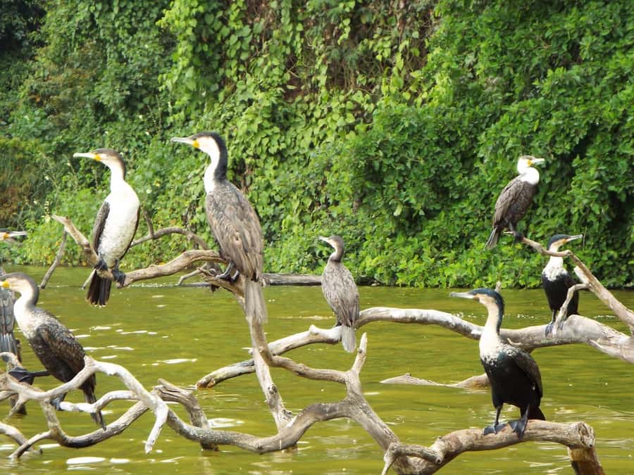 Kilimanjaro: Village Walk, Coffee Tour, Waterfall, and Lunch - Kilimanjaro views, weather, and realistic expectations