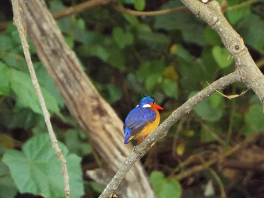 Kilimanjaro: Village Walk, Coffee Tour, Waterfall, and Lunch - From Moshi or Arusha to Materuni village