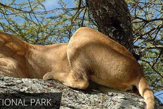 Lake Manyara National Park Full-Day Tour from Arusha - Adding a Bike Tour or Boat Excursion