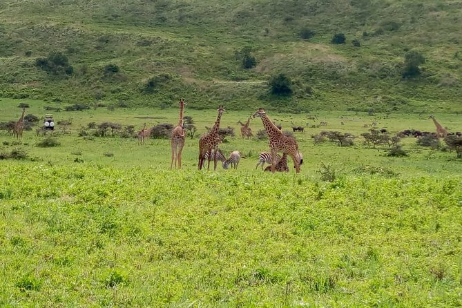 Latest Updates On The Top Best 3 day Serengeti Migration Safari - Three days, three famous wildlife areas