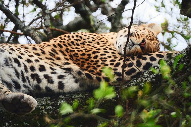 Latest Updates On The Top Best 3 day Serengeti Migration Safari - Day 2: Early Serengeti wildlife and the road to Ngorongoro