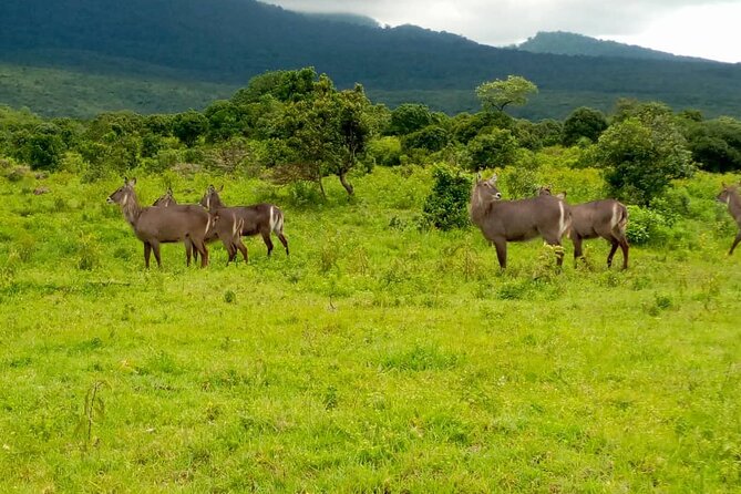 Latest Updates On The Top Best 3 day Serengeti Migration Safari - Day 3: Ngorongoro Crater and the Big Five