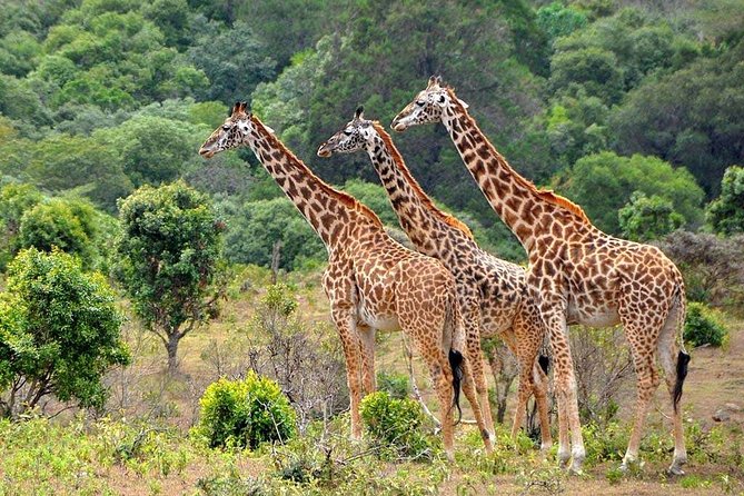 Latest Updates On The Top Best 3 day Serengeti Migration Safari - Why migration timing can make or break the trip