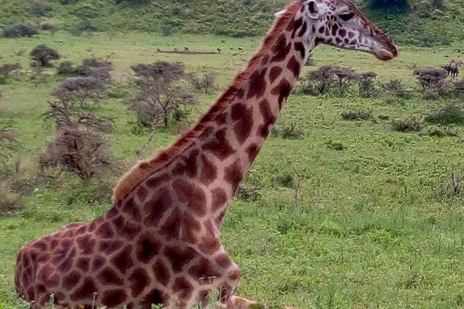 Latest Updates On The Top Best 3 day Serengeti Migration Safari - What the $770 price really covers