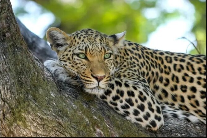 Leopard Luxury Safari in Tanzania - Serengeti: give the big day your full attention