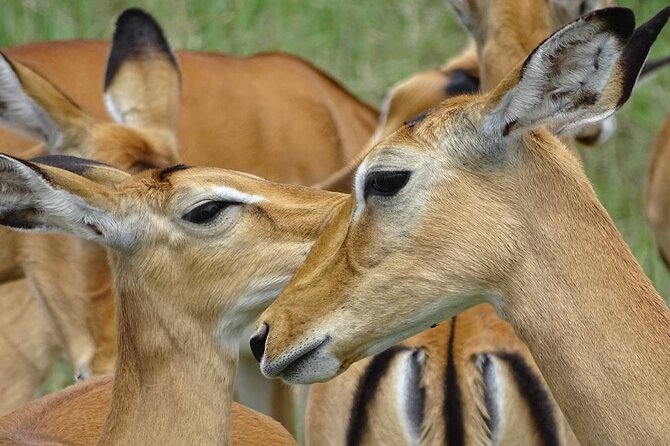 Leopard Luxury Safari in Tanzania - Lake Manyara: forest, escarpment, and water birds