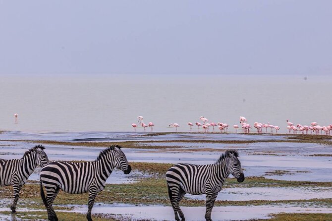 Leopard Luxury Safari in Tanzania - Tarangire: elephants beneath the baobabs