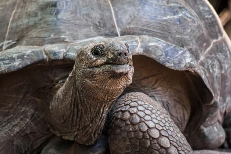 Lunch Break, Mnemba Tour, Swim with Turtles, Kendwa Beach - Why this Zanzibar day tour covers so much