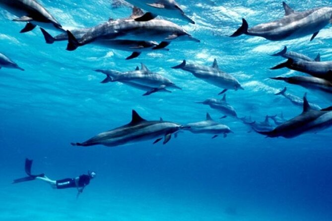 Luxury Tour to DOLPHINS, KUZA CAVE and THE ROCK RESTAURANT - Timing, comfort, and what to bring