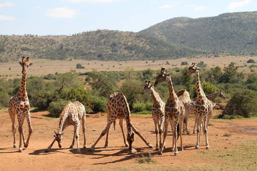 Maasai, Mikumi NP & Chizua Falls 3 Days From Dar es salaam - Key points at a glance