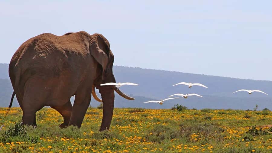 Maasai, Mikumi NP & Chizua Falls 3 Days From Dar es salaam - Should you book the Mikumi and Chizua Falls trip?