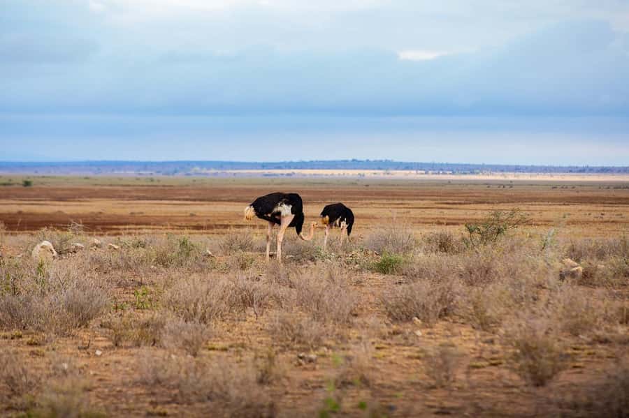 Maasai, Mikumi NP & Chizua Falls 3 Days From Dar es salaam - Two hours with Maasai culture