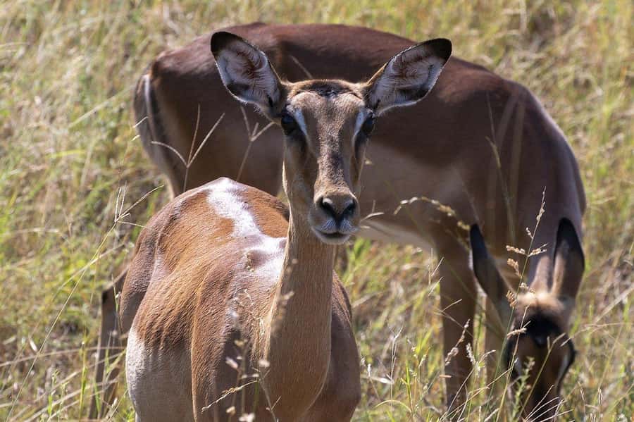 Maasai, Mikumi NP & Chizua Falls 3 Days From Dar es salaam - Who will enjoy this three-day combination