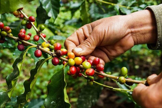 Maasai village visit, Materuni waterfalls & coffee experience - How the private transport affects the day