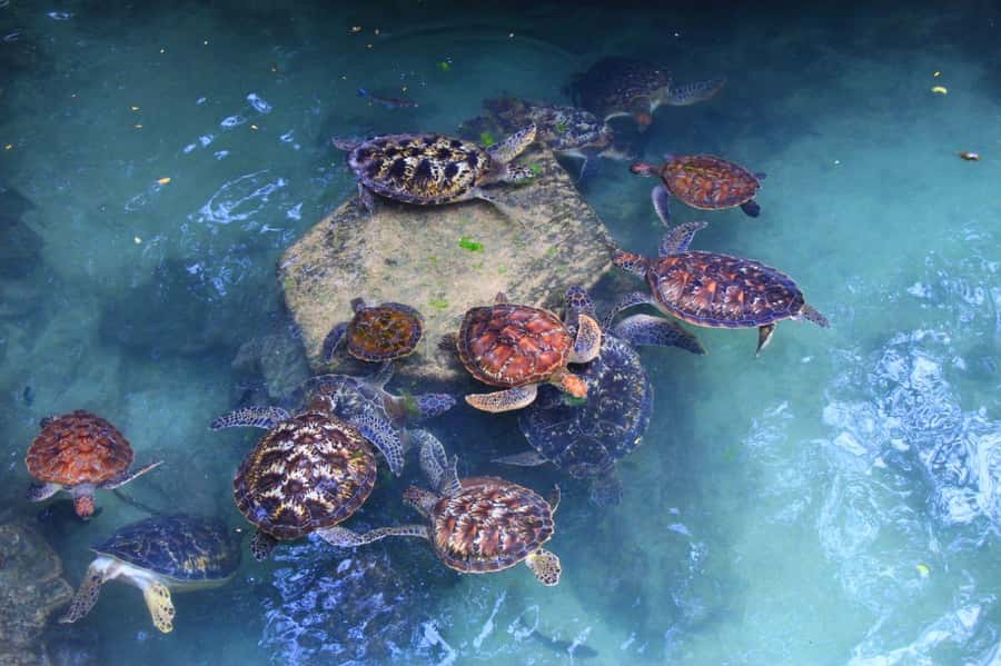 Massai village & Baraka turtules aquarium - Why this Zanzibar pairing works