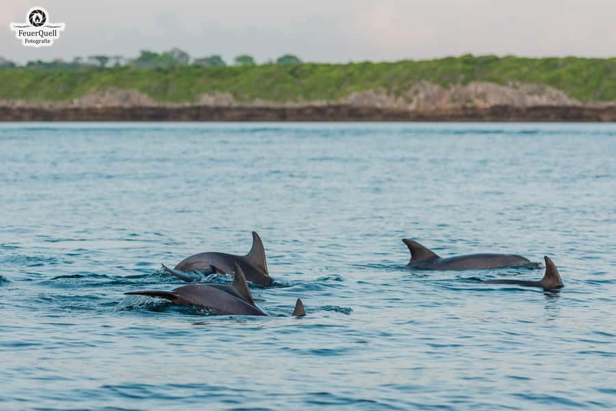 Matemwe: Mnemba Island Dolphin & Snorkeling Boat Trip - Hotel pickup from Matemwe or Kiwengwa