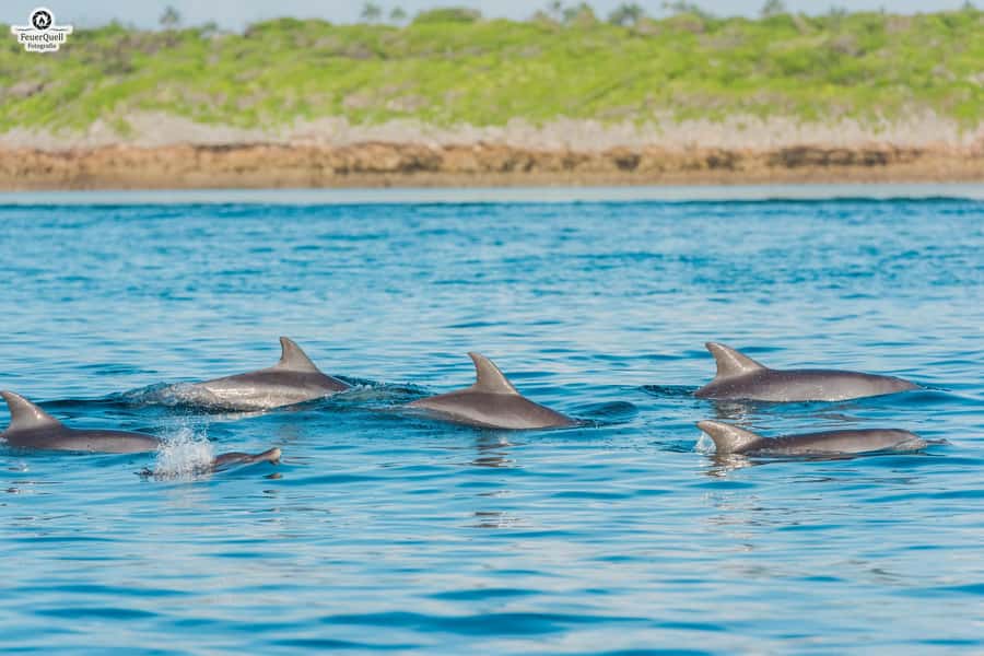 Matemwe: Mnemba Island Dolphin & Snorkeling Boat Trip - Snorkeling around Mnemba Island