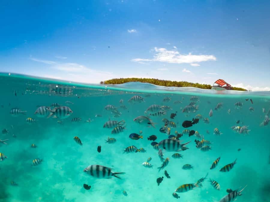 Matemwe: Mnemba Island Dolphin & Snorkeling Boat Trip - What the $35 price really covers