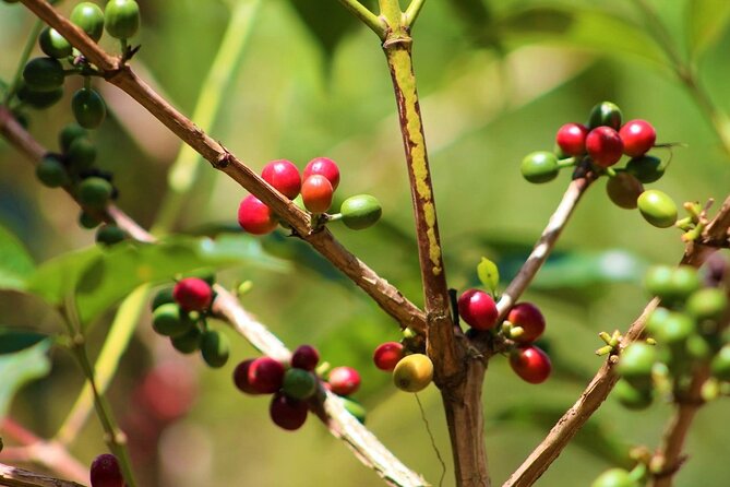 Materuni Thundering Waterfalls,Coffee Experience with Moshi Town Tour - Making Arabica coffee from bean to cup
