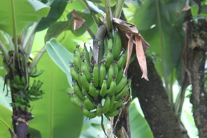Materuni Village Tour | Materuni waterfalls | materuni coffee tour - Who will enjoy Materuni most