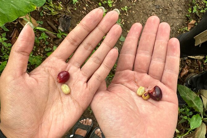 Materuni Waterfall and Coffee Plantation Half Day Tour - Coffee, bananas, and the Chagga village setting