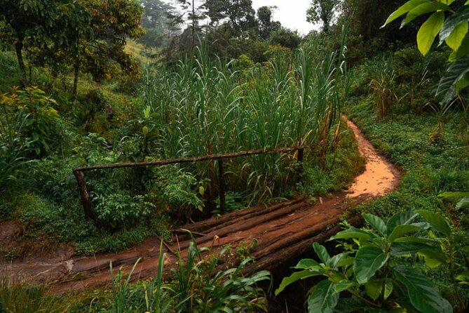 Materuni Waterfall Hike & Coffee Tour - Meeting the Materuni village guide