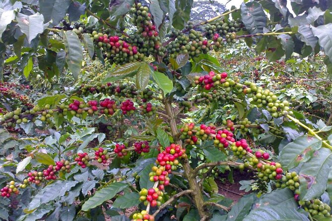 Materuni Waterfall Hike & Coffee Tour - Who will enjoy this day most?