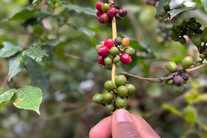 Materuni Waterfalls & Coffee Tour - Is $110 per person fair?