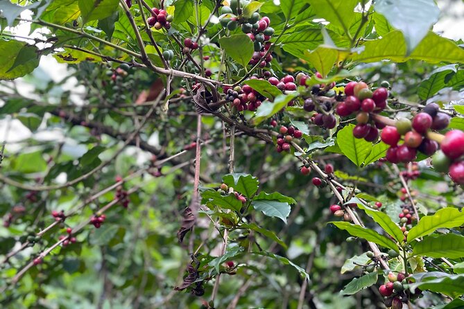 Materuni Waterfalls & Coffee Tour - Who will enjoy this most