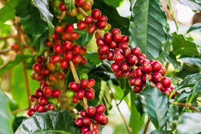 Materuni Waterfalls & Coffee Tour from Moshi - Learning coffee in Materuni village