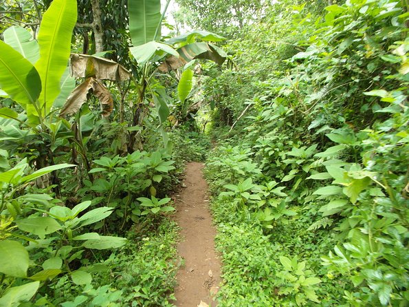 Materuni Waterfalls & Coffee Tour from Moshi - Practical planning for a smoother day