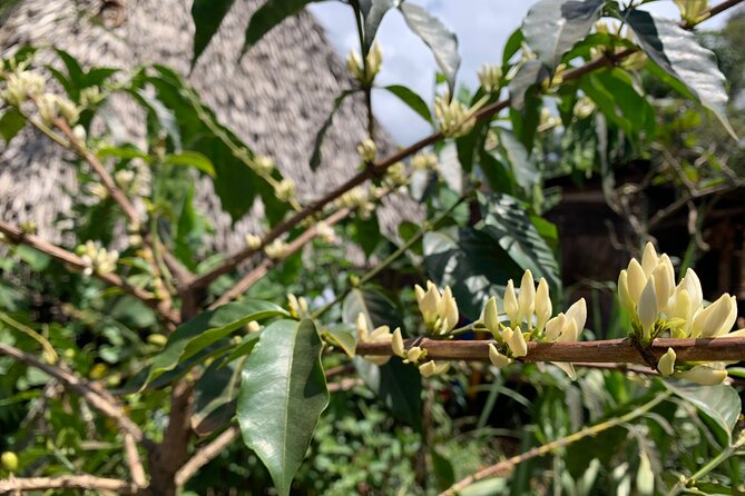 Materuni Waterfalls Hiking Tour with Coffee and Traditional Meal - A Chagga lunch made for the table