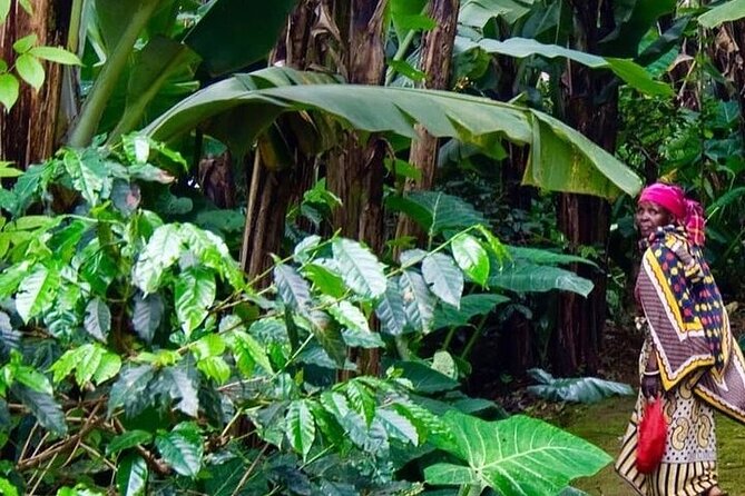Materuni Waterfalls, Kikuletwa Chemka Hot springs, Coffee tour - Kikuletwa Hot Springs and the surprise of green water