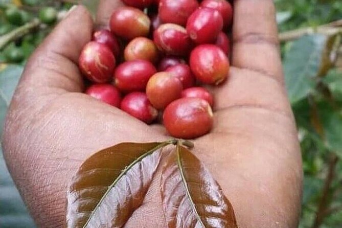 Materuni Waterfalls, Kikuletwa Chemka Hot springs, Coffee tour - Materuni Village and the Chagga coffee lesson