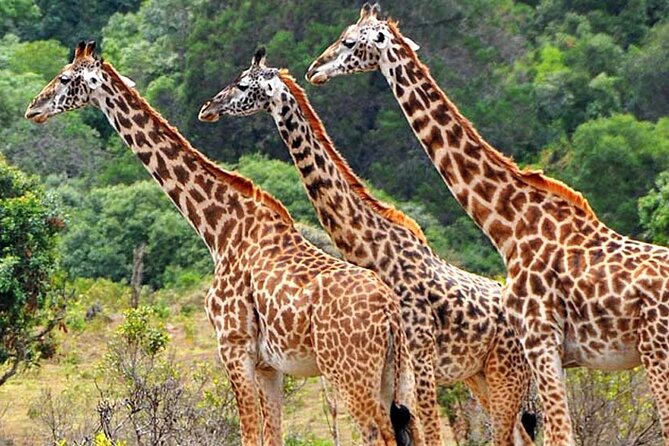 Mikumi National Park 2 Days/ 1 Night - Key points to know before booking