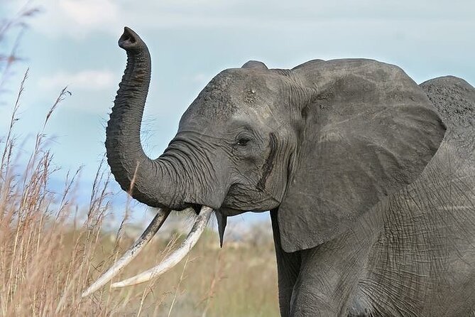 Mikumi National Park 3 Day Tour - Key points to know before booking