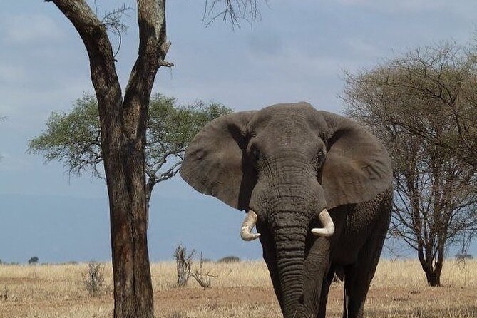 Mikumi National Park 3 Day Tour - Day two: eight hours among elephants, lions, and hippos