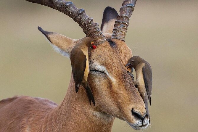 Mikumi National Park 3 Day Tour - Day three: snakes, Maasai culture, and the return drive