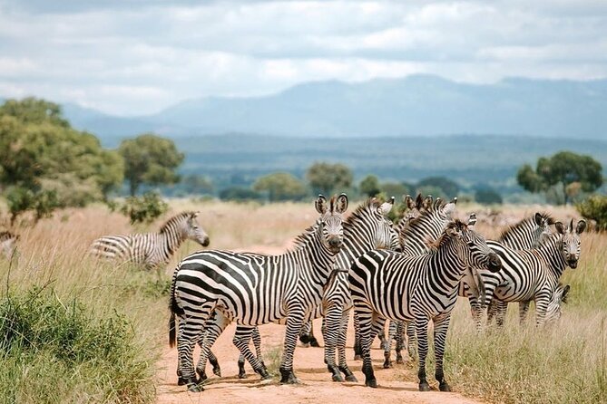 Mikumi National Park 3 Day Tour - Comfort, timing, and communication