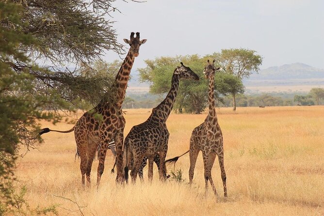 Mikumi National Park 3 Day Tour - Who will get the most from this safari